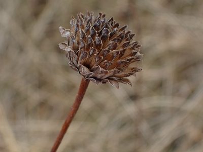 Helianthus pauciflorus, photographed by Mary Krieger