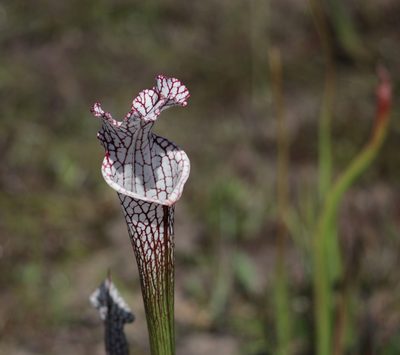 Sarracenia leucophylla, photographed by Kim