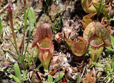 Sarracenia rosea, photographed by Kim