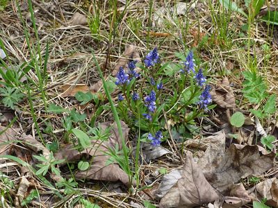 Polygala amara, photographed by Christian Berg