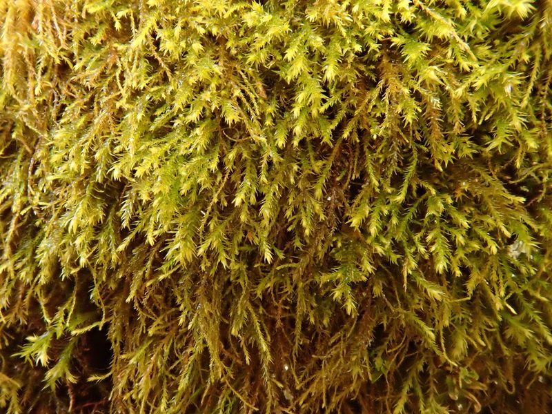 Anomodontella longifolia, photographed by Christian Berg