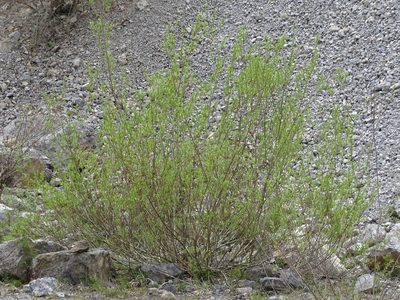 Salix purpurea, photographed by Christian Berg