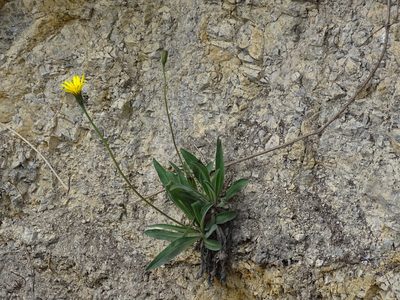 Leontodon incanus, photographed by Christian Berg