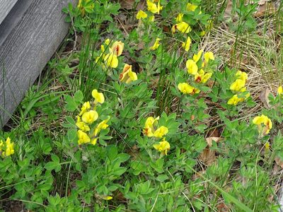 Chamaecytisus hirsutus, photographed by Christian Berg