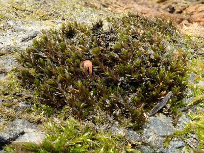 Cinclidotus riparius, photographed by Christian Berg