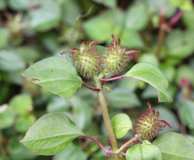 Heterotis rotundifolia, photographed by Agnes Trekker