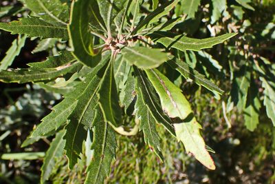 Myrica serrata, photographed by Di Turner