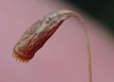 Rosulabryum canariense, photographed by Nicola van Berkel