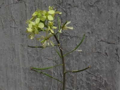 Erucastrum nasturtiifolium, photographed by Christian Berg