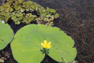 Nymphoides fallax, photographed by Viacheslav Shalisko