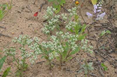 Paronychia drummondii, photographed by Dan Johnson