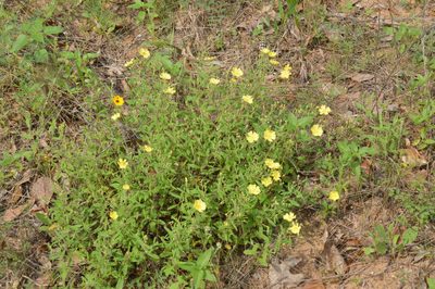 Crocanthemum georgianum, photographed by Dan Johnson