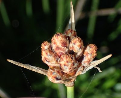 Hellmuthia membranacea, photographed by Nicola van Berkel