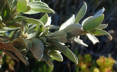 Podalyria myrtillifolia, photographed by Nicola van Berkel