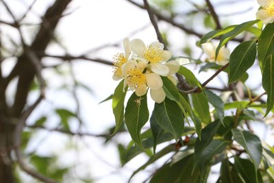 Schima superba, photographed by Agnes Trekker