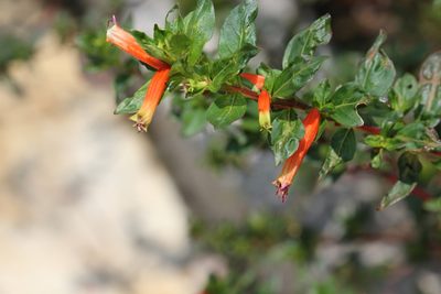Cuphea ignea, photographed by Agnes Trekker