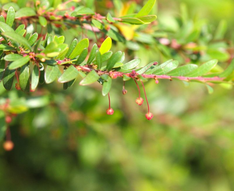 Phyllanthus myrtifolius, photographed by Agnes Trekker