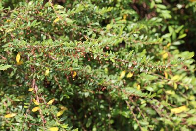 Phyllanthus myrtifolius, photographed by Agnes Trekker