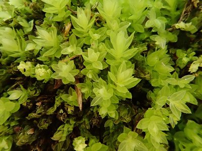 Mnium stellare, photographed by Christian Berg
