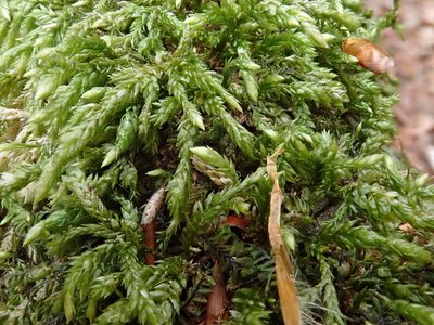 Isothecium alopecuroides, photographed by Christian Berg