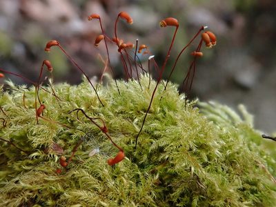 Brachytheciastrum velutinum, photographed by Christian Berg