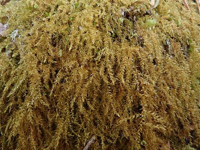 Oxyrrhynchium hians, photographed by Christian Berg