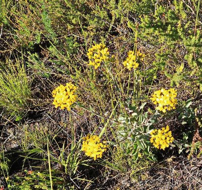 Senecio crenatus, photographed by Di Turner
