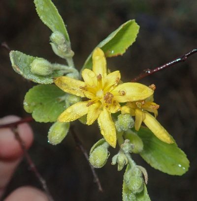 Grewia bicolor, photographed by Robert Taylor