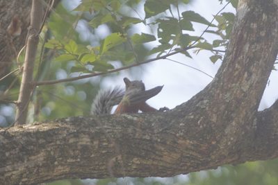 Parmentiera aculeata, photographed by Juan Cruzado Cortés