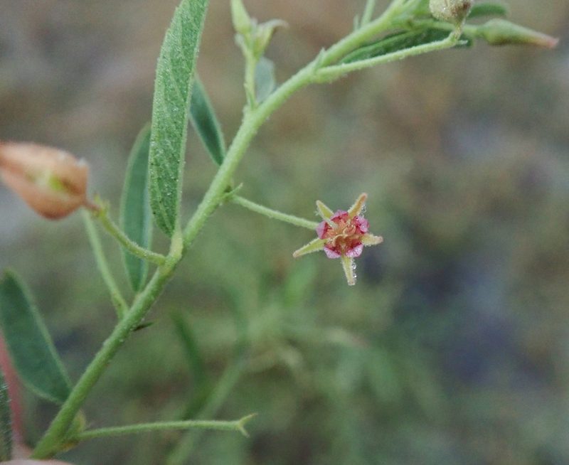 Hermannia eenii, photographed by Robert Taylor