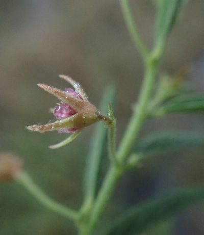 Hermannia eenii, photographed by Robert Taylor