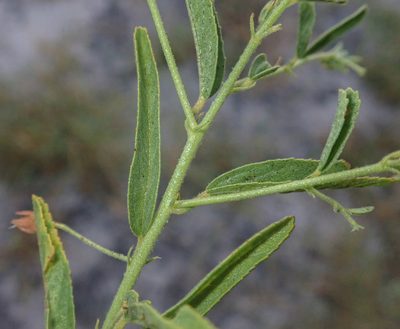 Hermannia eenii, photographed by Robert Taylor