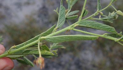 Hermannia eenii, photographed by Robert Taylor