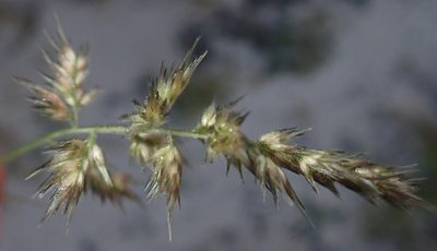 Enneapogon cenchroides, photographed by Robert Taylor