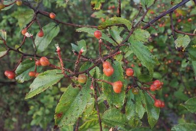 Grewia flavescens, photographed by Robert Taylor