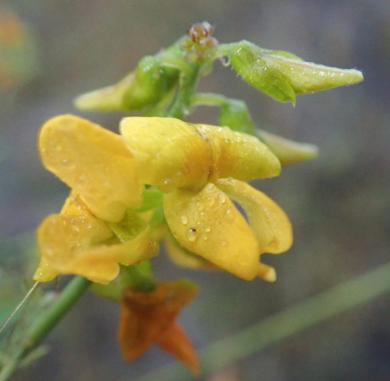Crotalaria platysepala, photographed by Robert Taylor