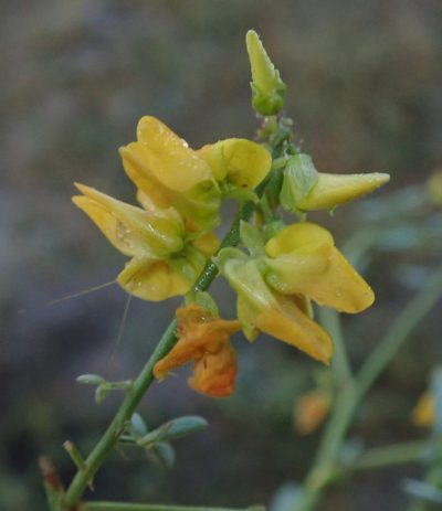 Crotalaria platysepala, photographed by Robert Taylor