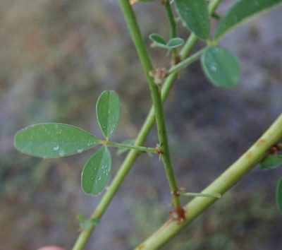 Crotalaria platysepala, photographed by Robert Taylor