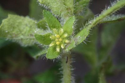 Acanthospermum hispidum, photographed by Robert Taylor