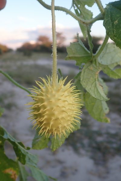 Cucumis anguria, photographed by Robert Taylor