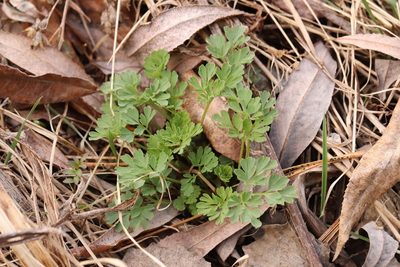 Corydalis capnoides, photographed by Nina Filippova