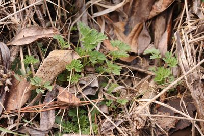 Corydalis capnoides, photographed by Nina Filippova