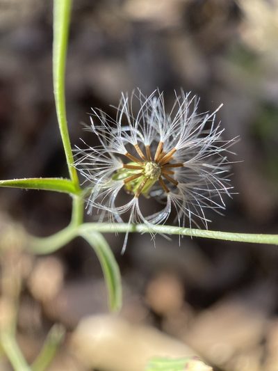 Malacothrix stebbinsii, photographed by Sue Carnahan