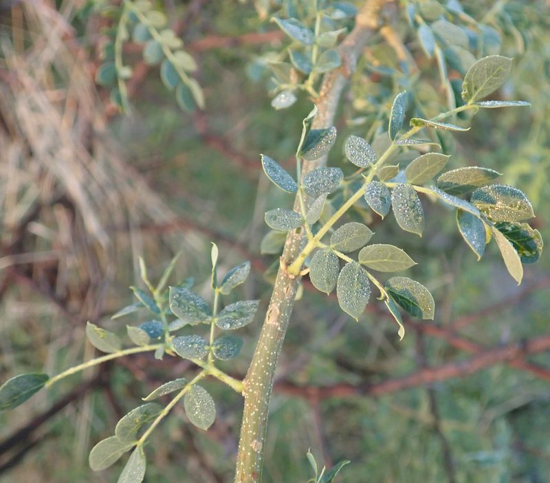 Albizia anthelmintica, photographed by Robert Taylor