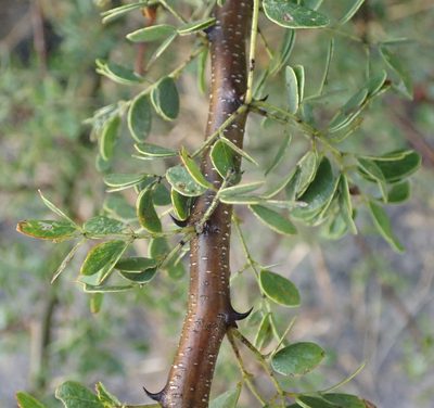 Senegalia mellifera, photographed by Robert Taylor