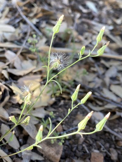 Malacothrix stebbinsii, photographed by Sue Carnahan