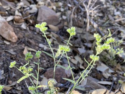 Cryptantha pterocarya, photographed by Sue Carnahan
