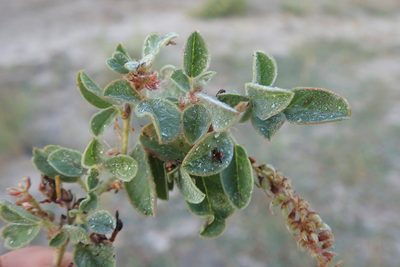 Indigofera flavicans, photographed by Robert Taylor