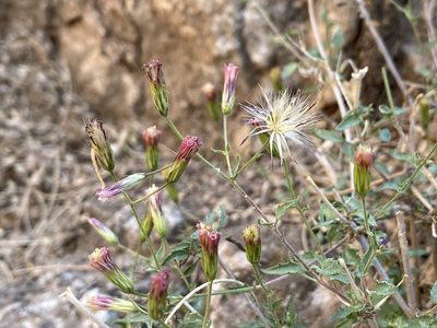 Brickellia coulteri, photographed by Sue Carnahan