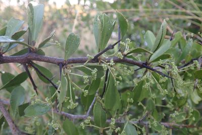 Gymnosporia senegalensis, photographed by Robert Taylor